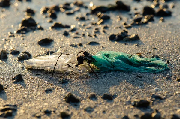 Plastikmüll Morgen Der Küste — Stockfoto