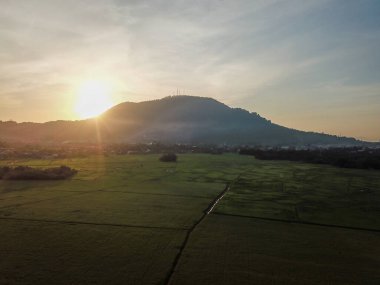 Sabahleyin hava manzaralı çeltik tarlası plantasyonu.