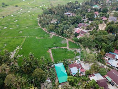 İHA görüntüsü Malays kampung Yeşil çeltik tarlasının yanında.