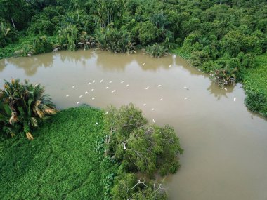 Akbalıkçıl sürüsü nehirde uçar.
