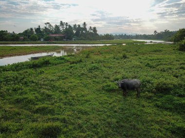 Bufalolar nehrin yanındaki yeşil alanda dinleniyor.