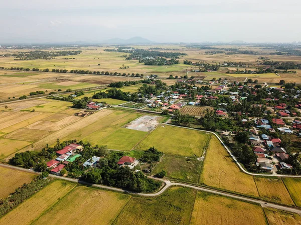 Dron Pohled Rýžové Pole Vesnici Malajsie Penaga — Stock fotografie