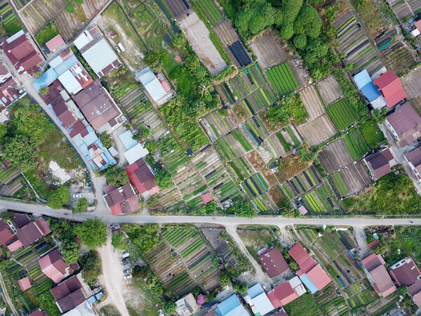 Agriculture farm near village at Bukit Mertajam.