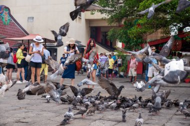 Turist manzaralı güvercin, Merhamet Tanrıçası tapınağının önünde uçuyor..