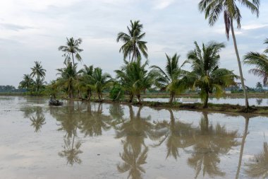 Malaylı çiftçi traktör sabanı kullanıyor.