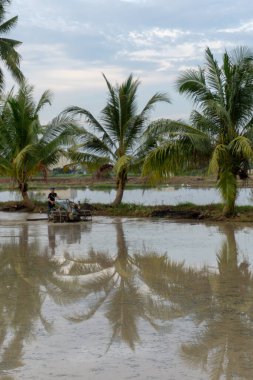 Çiftçi pirinç tarlasında yürüyen traktör kullanıyor..