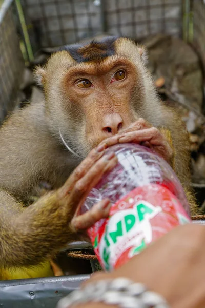 Жаждущая обезьяна пьет сок Миринды . — стоковое фото