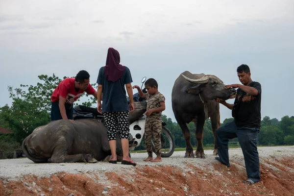 Malays family with their buffaloes. — Stock Photo, Image