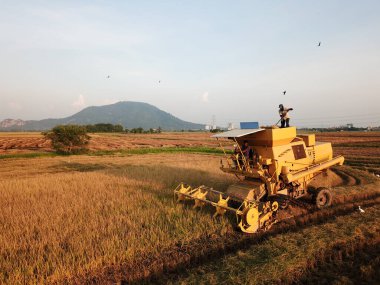 Hasatçı pirinç tarlasında hasat yapıyor..