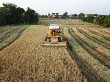 Altın tarlasında hasat..