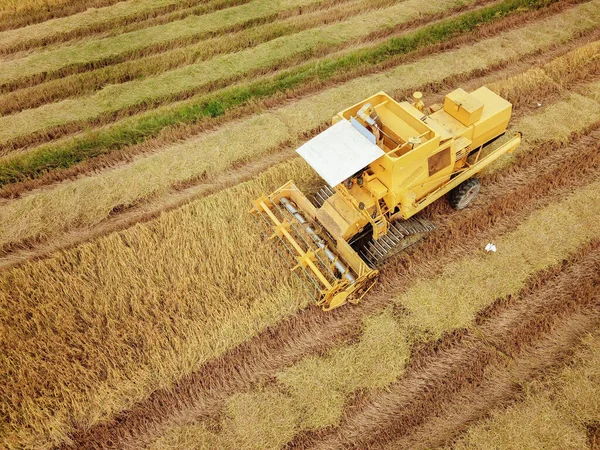 Vista dall'alto verso il basso combinare mietitrice in campo di riso giallo . — Foto Stock