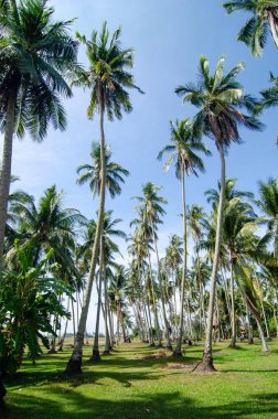 Mavi gökyüzünün altında hindistan cevizi tarlası.