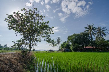 Ağaç ve traktörlü çeltik tarlası