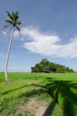 Çeltik tarlasında doğal hindistan cevizi ağacı.