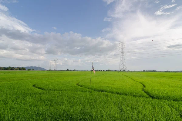 Paddy field with electric tower — Stock Photo, Image