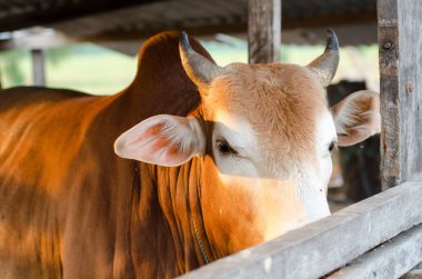 Kafesteki ineğe yaklaş.