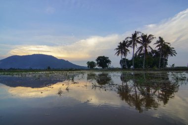 Hindistan cevizi ağacının bir satırdaki yansıması