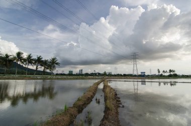 İpucu Hindistan cevizi ağacı ve elektrik kulesine gidiyor..
