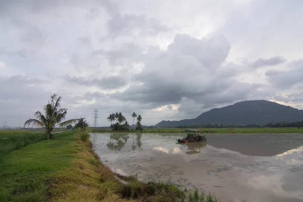 Early morning of paddy field in Bukit Mertajam. — Stock Photo, Image