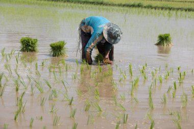 Planting paddy field at Kodiang, Kedah.