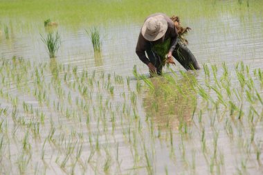 Planting paddy field at Kodiang, Kedah.