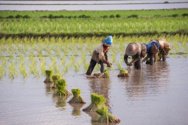 Farmers transplant the paddy.