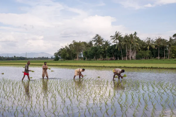 Farmers transplant the paddy.