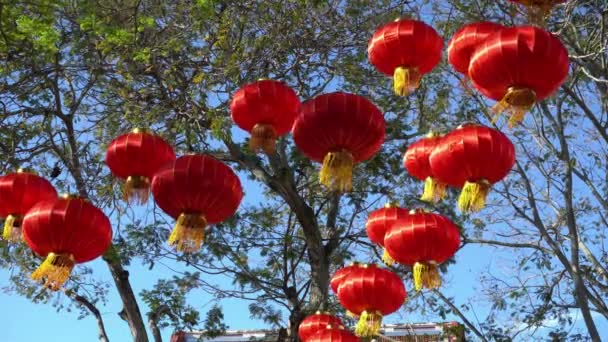 Exhibición Tradicional Linterna Roja China Árbol — Vídeos de Stock