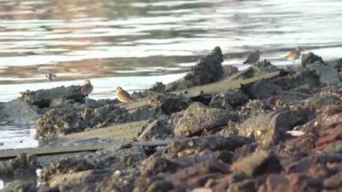 İki deniz kuşu, ahşap bloklu deniz kıyısında yiyecek arıyor..