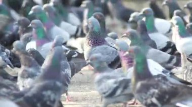 Yoldaki güvercin sürüsünü kapatın..