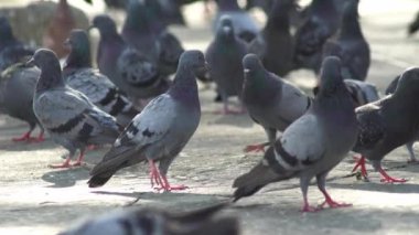 Bir grup güvercin beton zeminde yürüyor.
