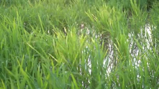 Campo Paddy Verde Durante Sopro Pelo Vento — Vídeo de Stock