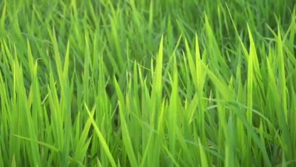带有晚霞的绿色稻田 — 图库视频影像