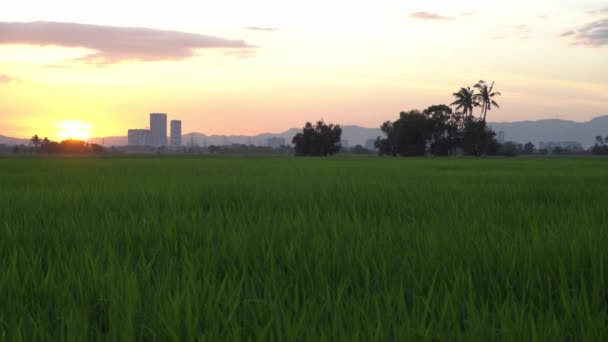 夕方の日没時に背景色の良い緑の水田 — ストック動画
