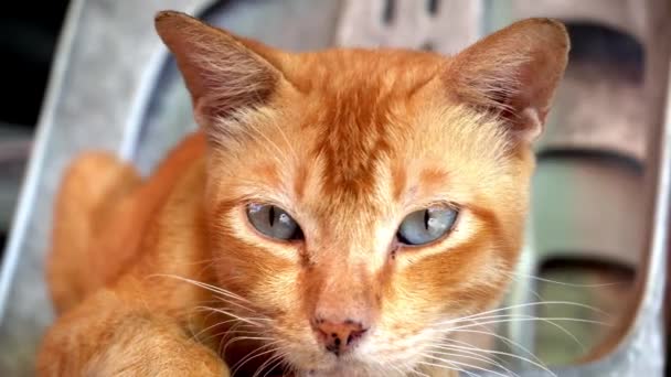 Niedliche Gelbe Katze Blinzeln Auge — Stockvideo