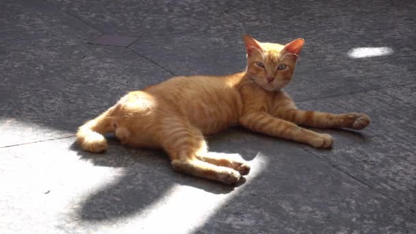 Gatto Siede Pavimento Con Luce Del Sole Splende — Video Stock