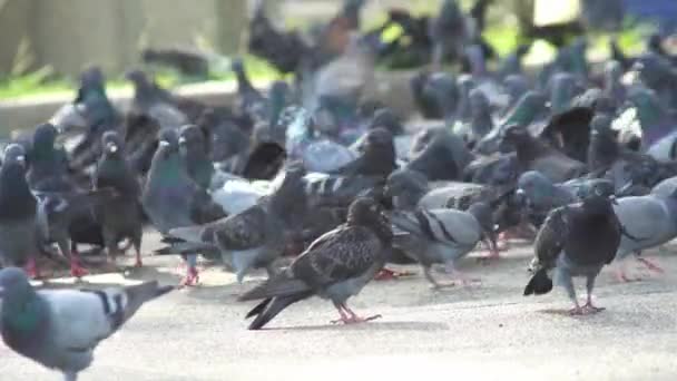 Flock Pigeons Walk Eat Food — Stock Video