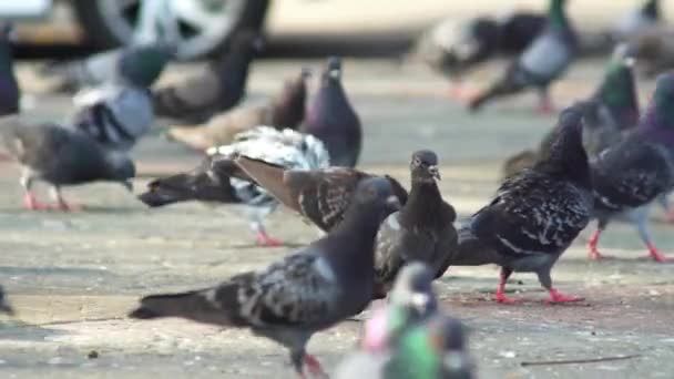 朝コンクリートの床に鳩の群れが歩いている — ストック動画