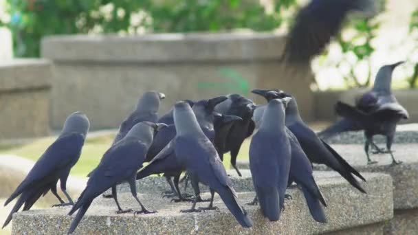 成群的乌鸦坐在公园里 — 图库视频影像