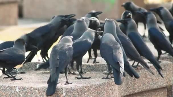 Cuervos Sentados Juntos Parque — Vídeo de stock