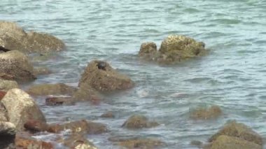 Bir güvercin sahil kenarındaki kayalarda yiyecek arıyor..