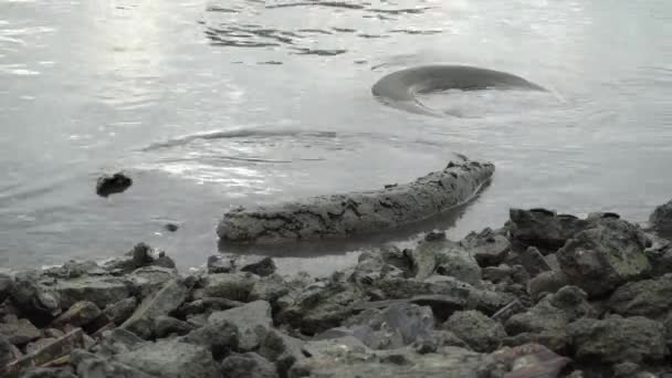 Wyrzucona Opona Znaleziona Brzegu Morza — Wideo stockowe