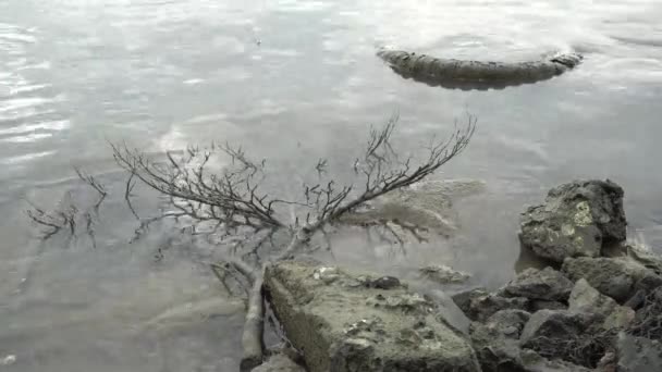 Gammal Däck Och Trädgren Vid Smutsig Havsstrand — Stockvideo