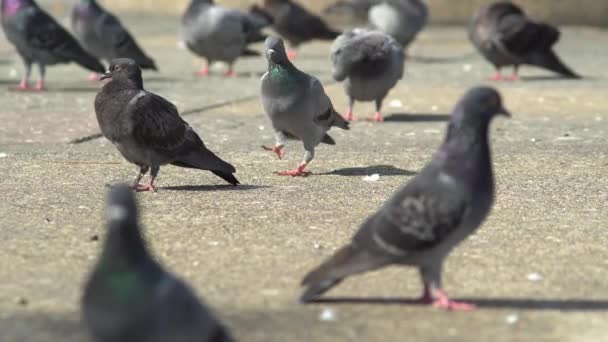 Flock Pigeons Stand Concrete Floor — Stock Video