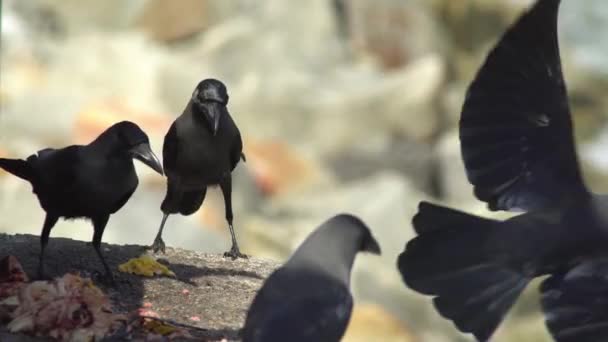 一群乌鸦吃肉 — 图库视频影像
