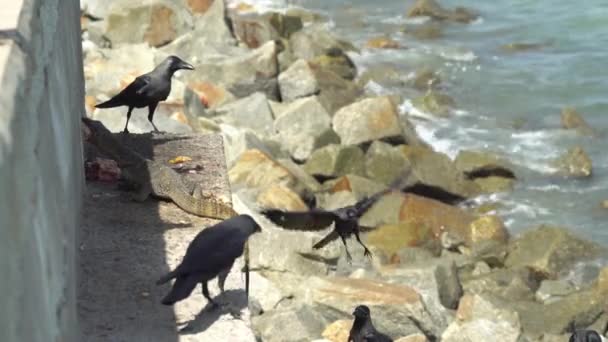 Monitorear Lagarto Comer Reunirse Zona Sombra Cerca Costa Crows Está — Vídeo de stock