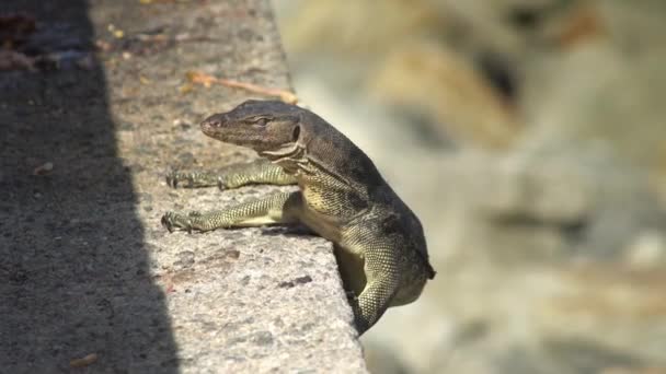 Monitorar Lagarto Rastejar Concreto — Vídeo de Stock