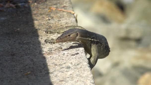 Surveillez les lézards à la recherche de nourriture près du béton .