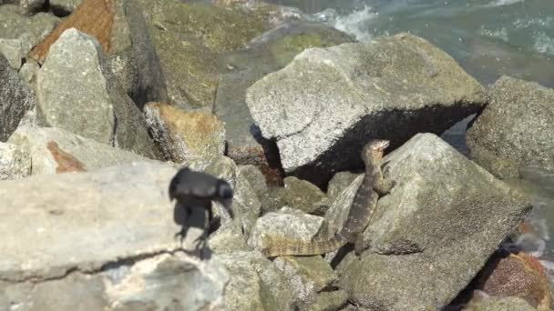 観察トカゲはカラスに注意を払って海岸で肉を食べる — ストック動画