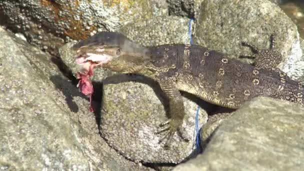 Monitor Lagarto Tragar Carne Roca Golpeado Por Ola — Vídeos de Stock